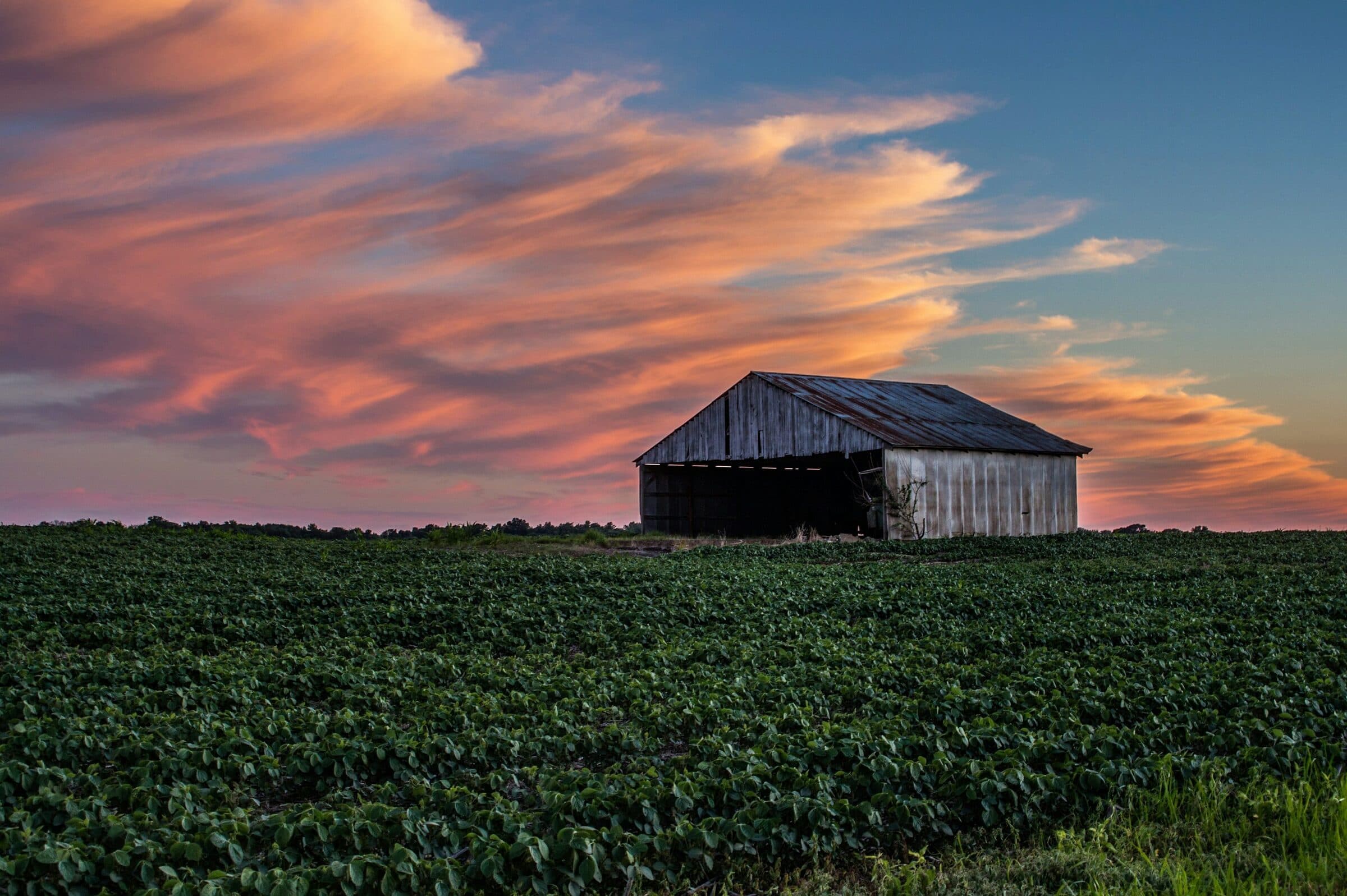 A weathered barn at the edge of a green Indiana field under a pink and gold evening sky.